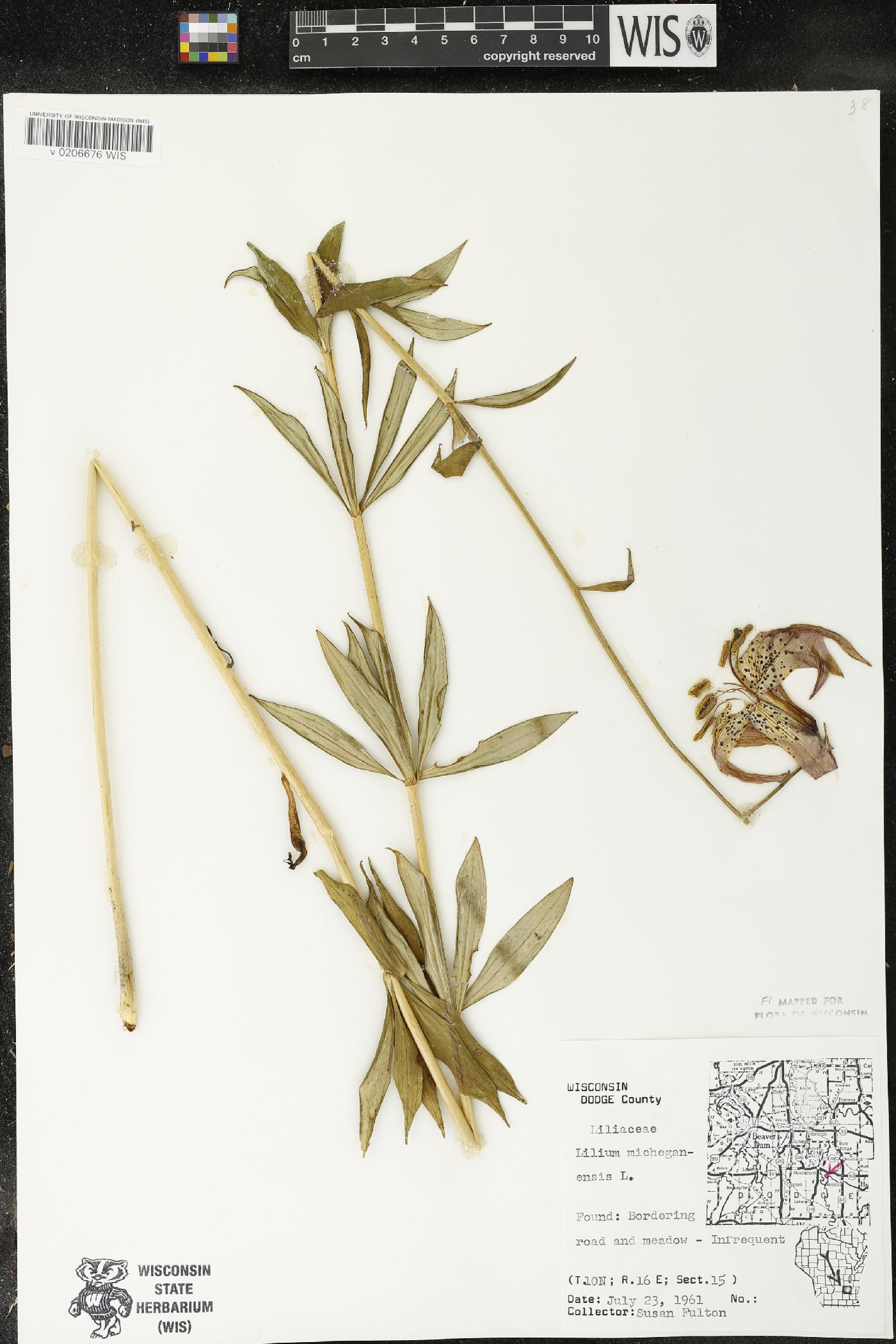 Lilium michiganense image