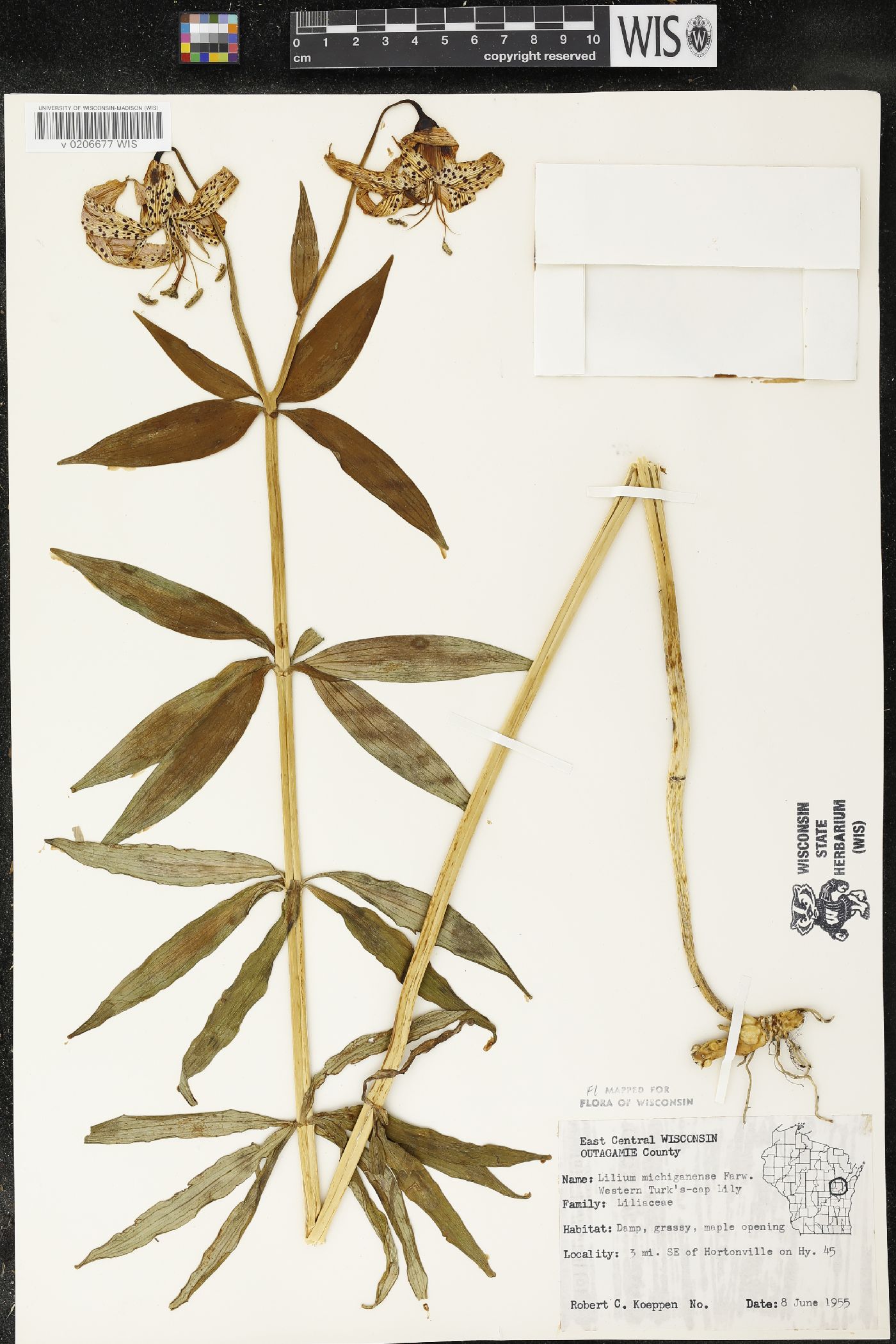 Lilium michiganense image