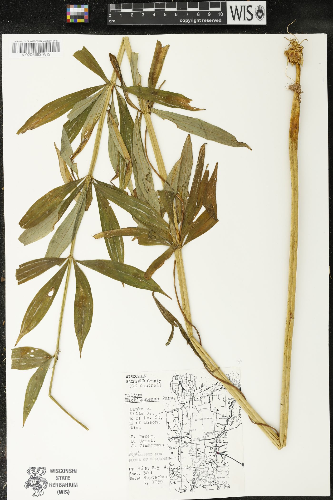 Lilium michiganense image