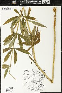 Lilium michiganense image