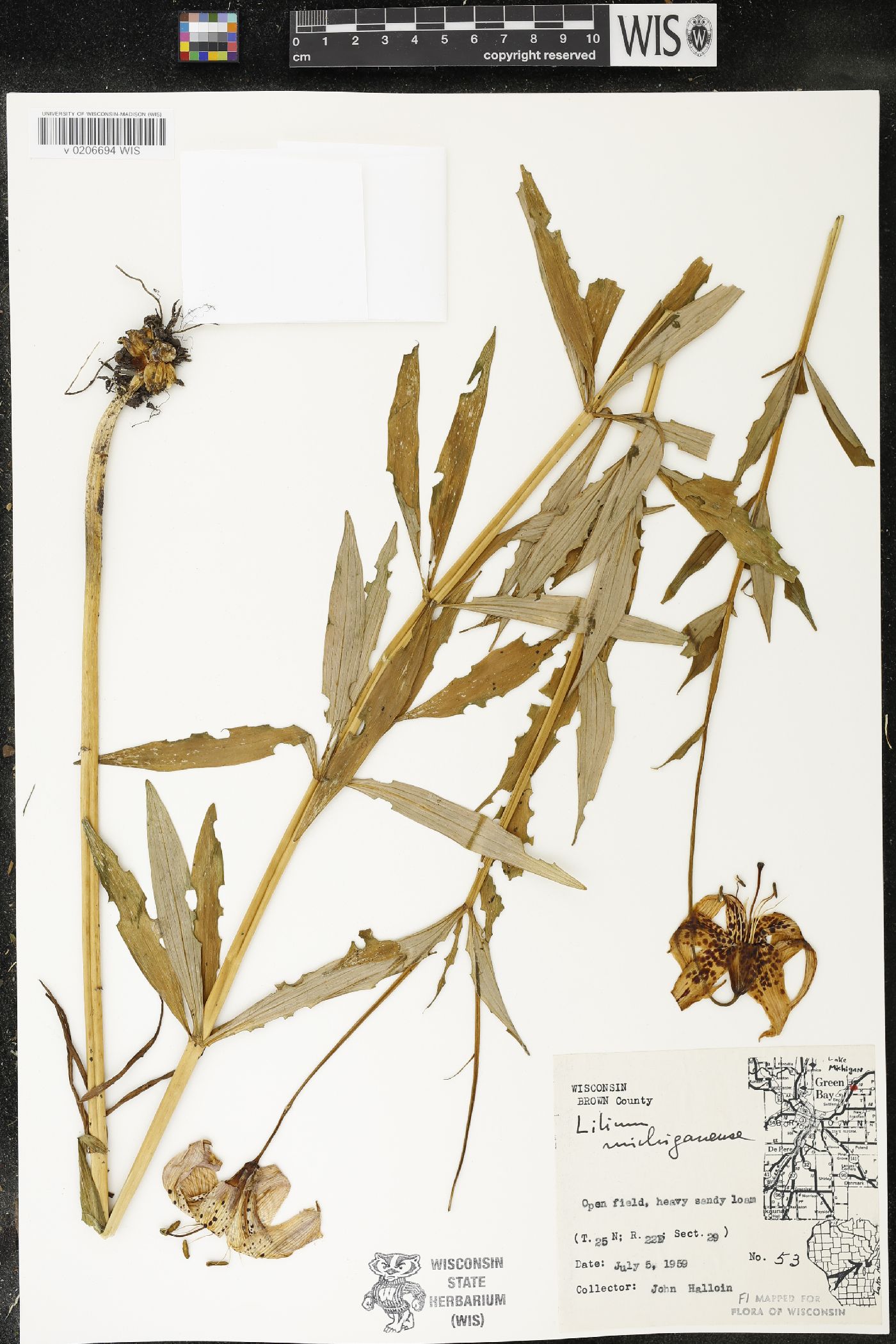 Lilium michiganense image