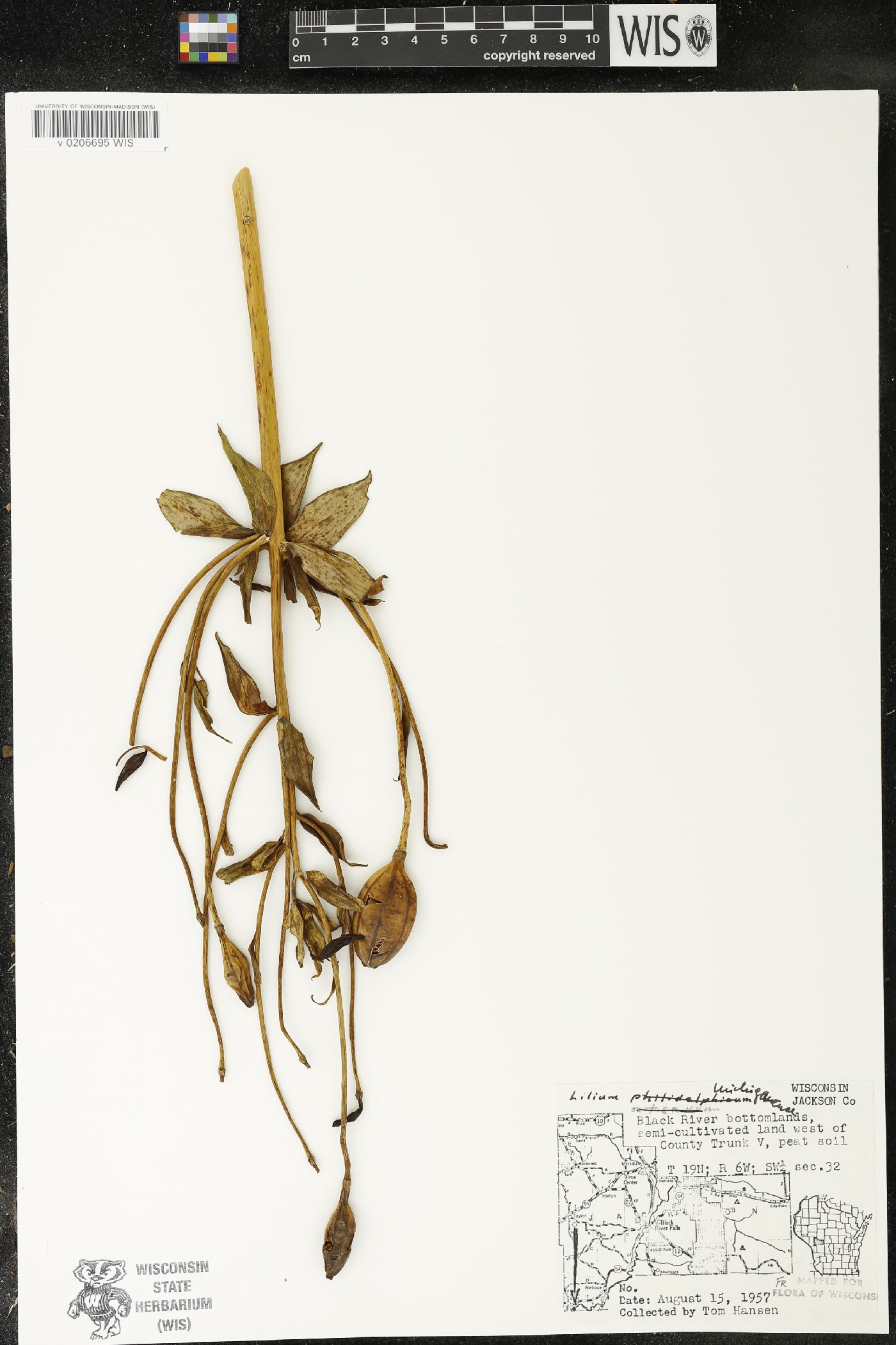 Lilium michiganense image
