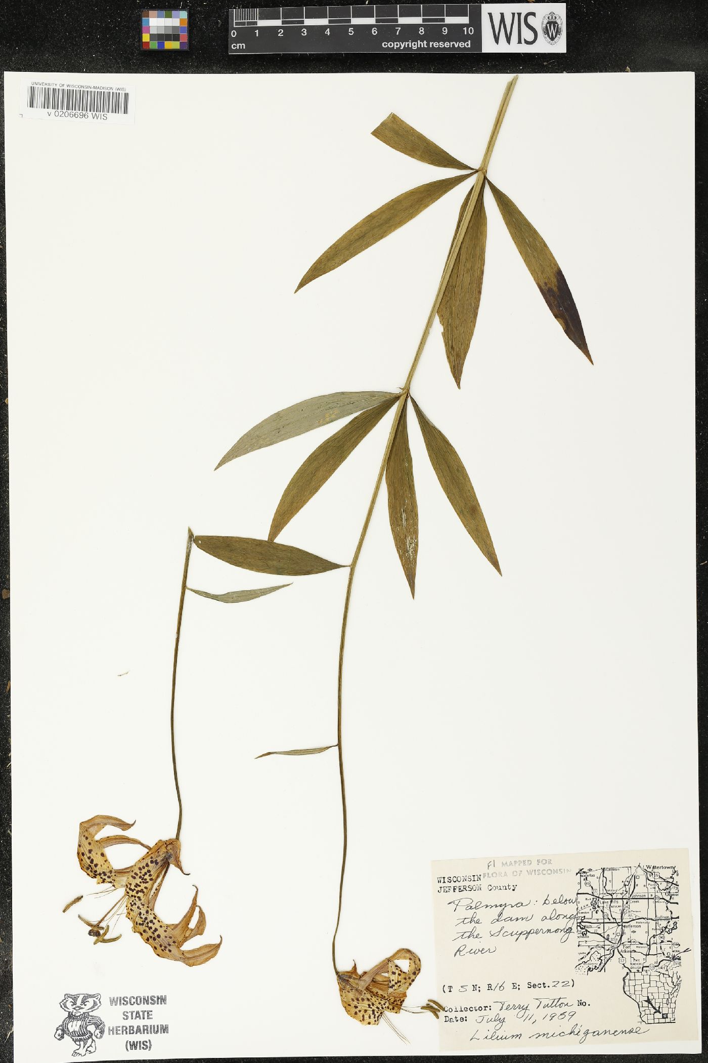 Lilium michiganense image