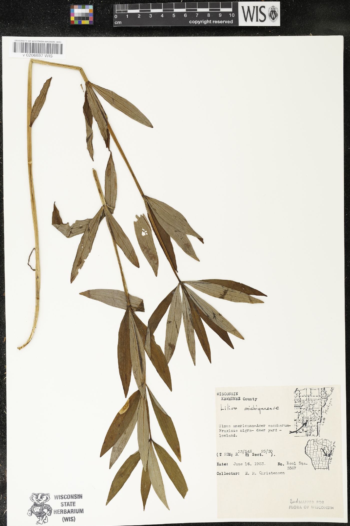 Lilium michiganense image