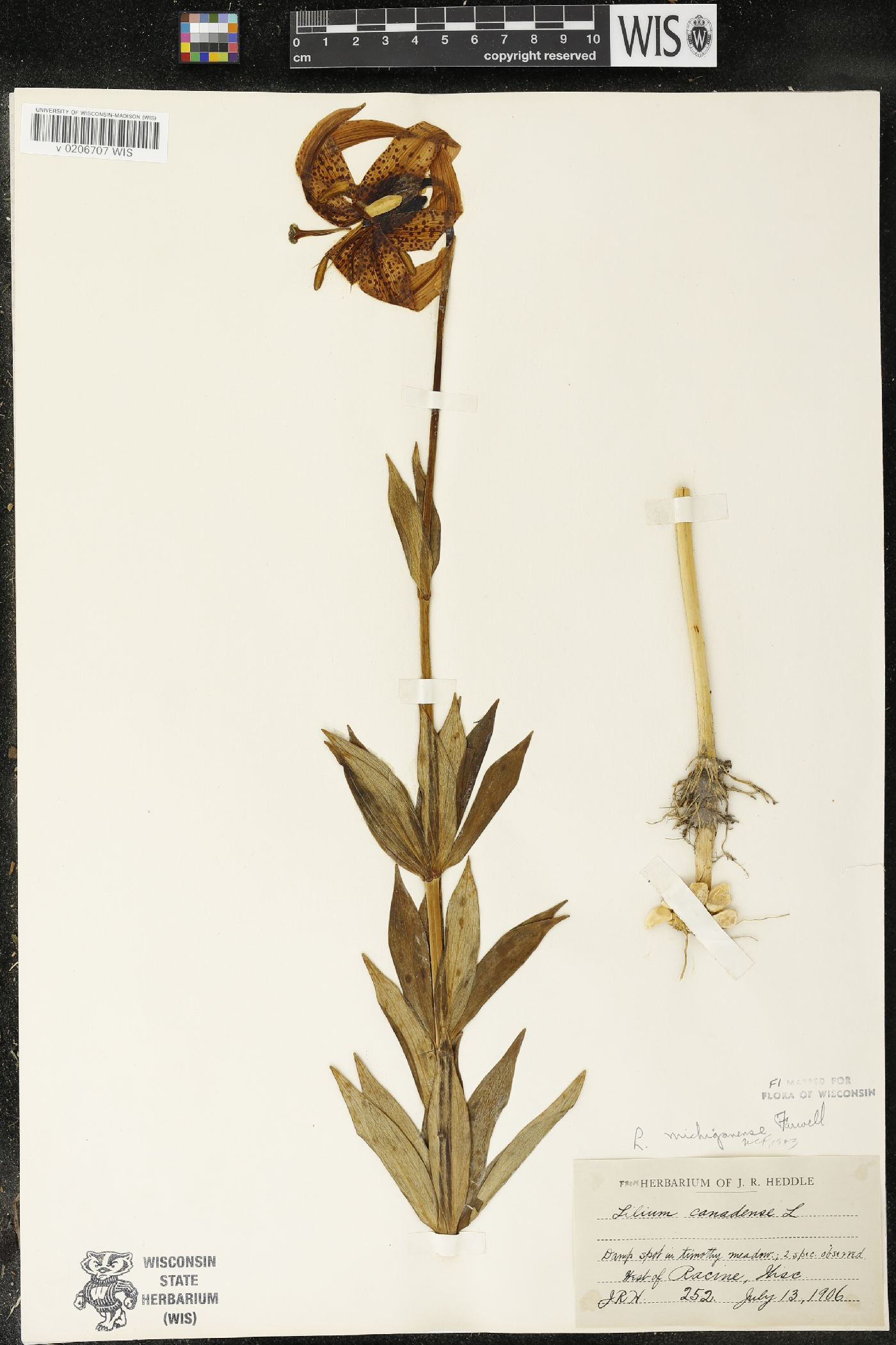 Lilium michiganense image