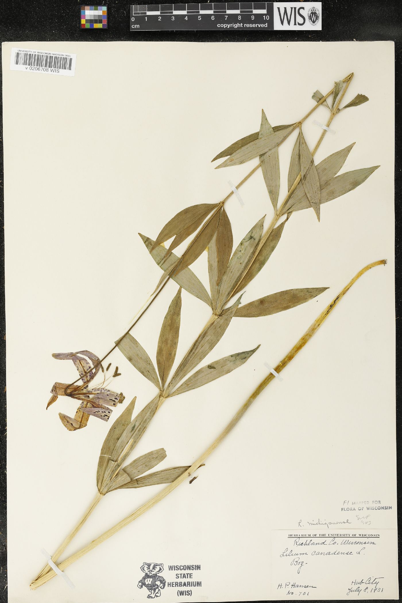 Lilium michiganense image