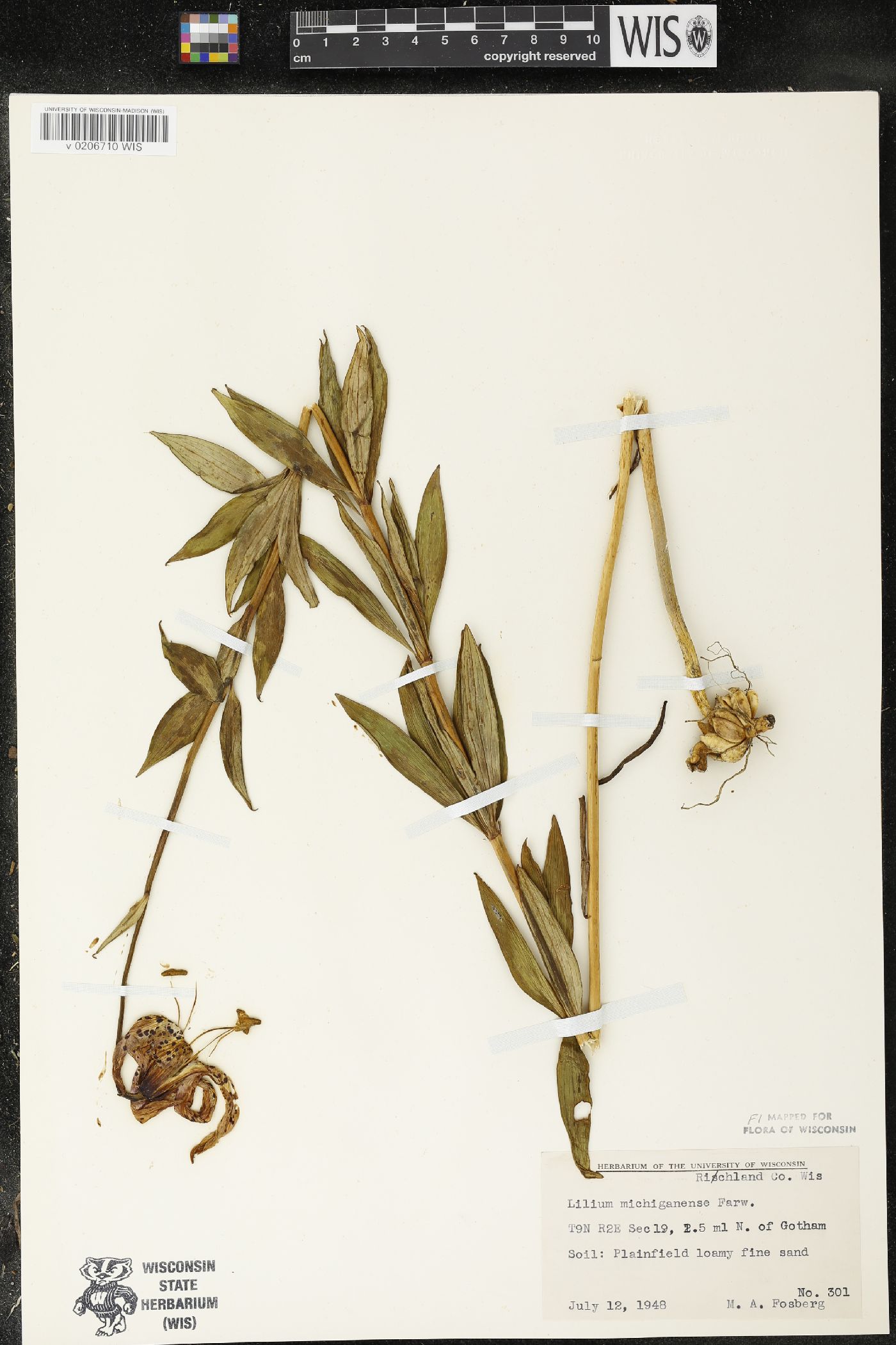 Lilium michiganense image