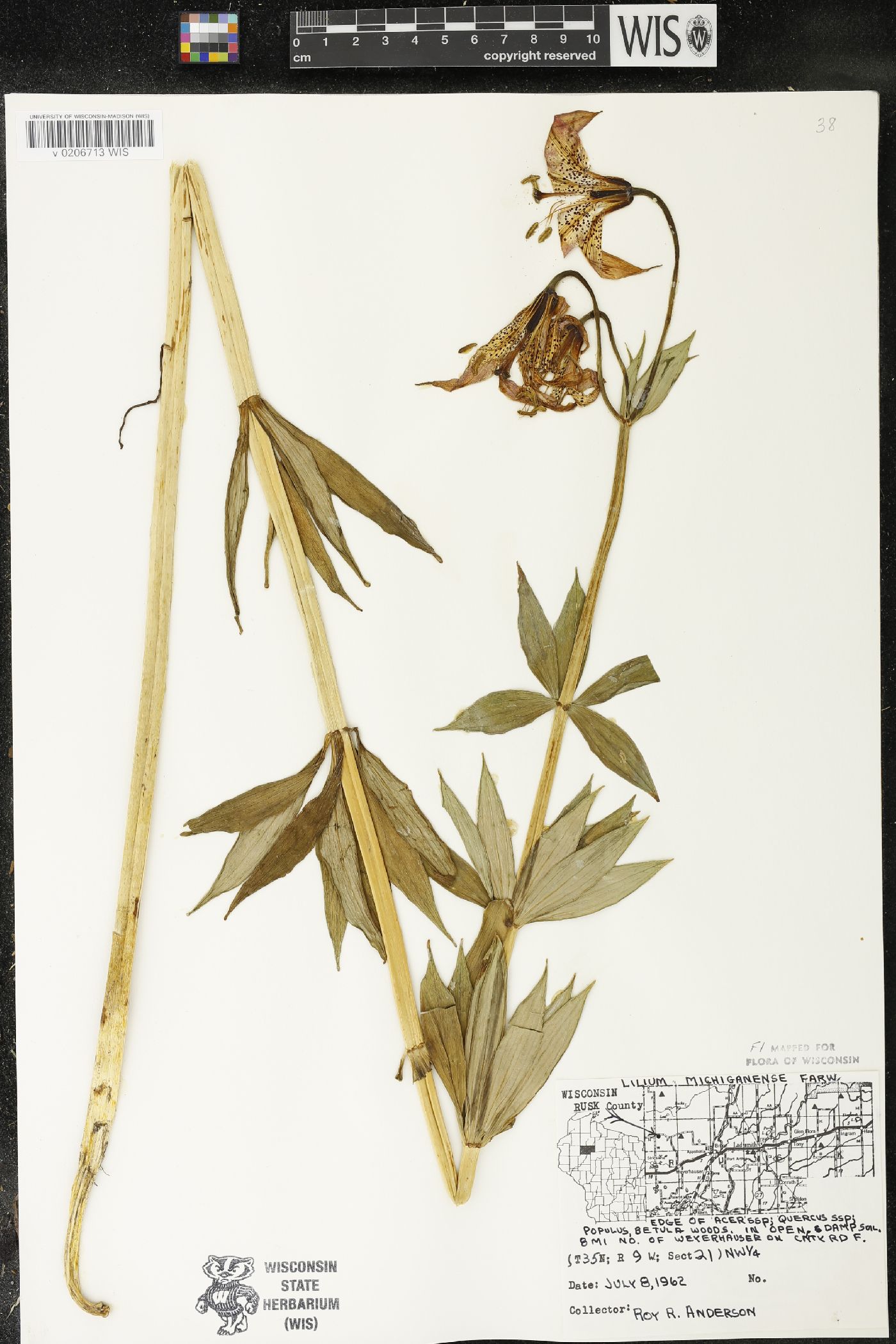 Lilium michiganense image