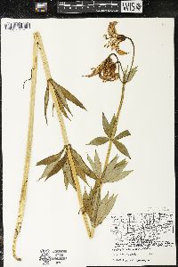 Lilium michiganense image