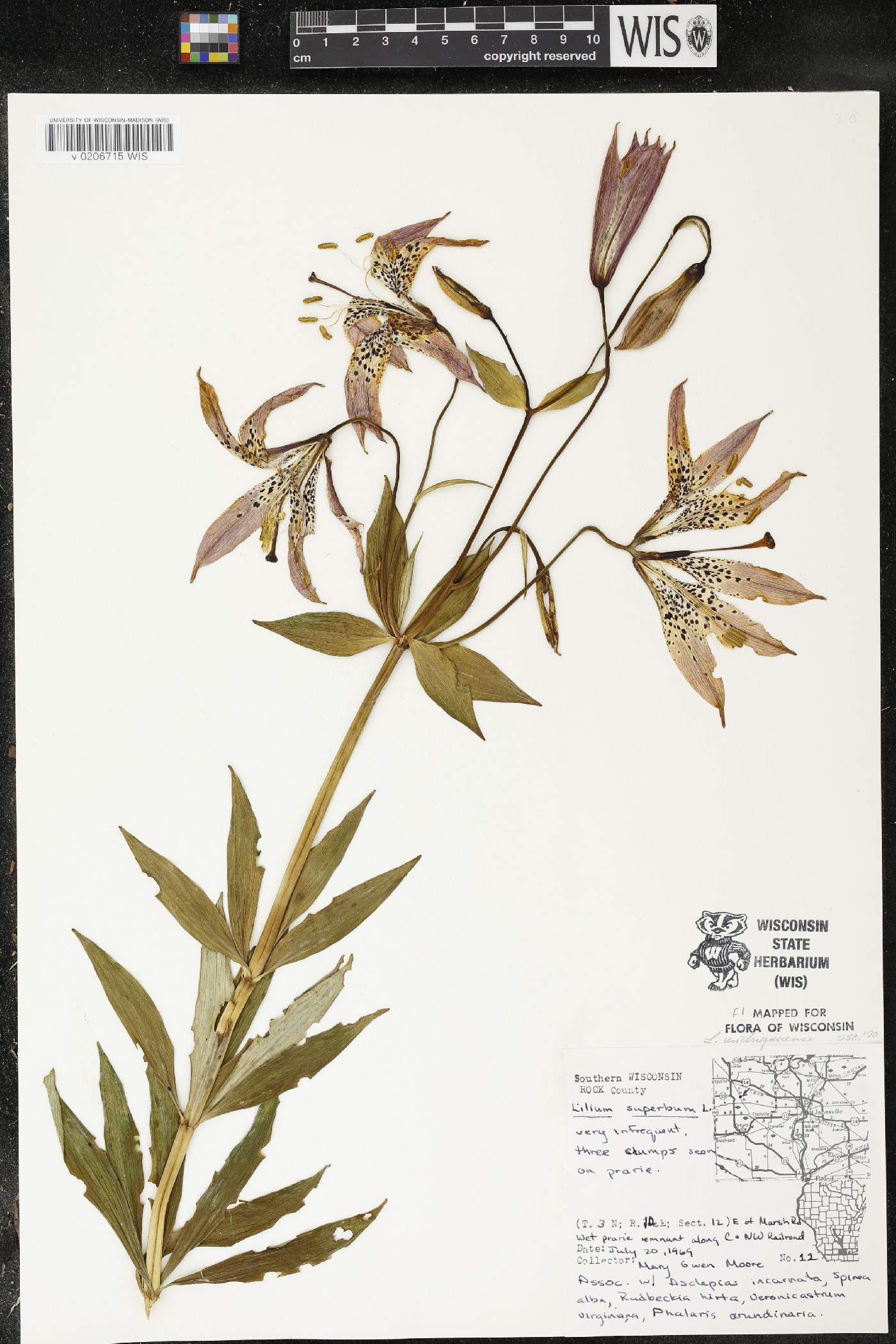 Lilium michiganense image