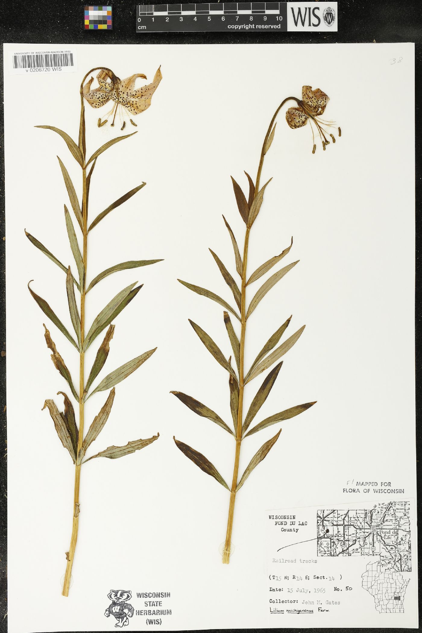 Lilium michiganense image