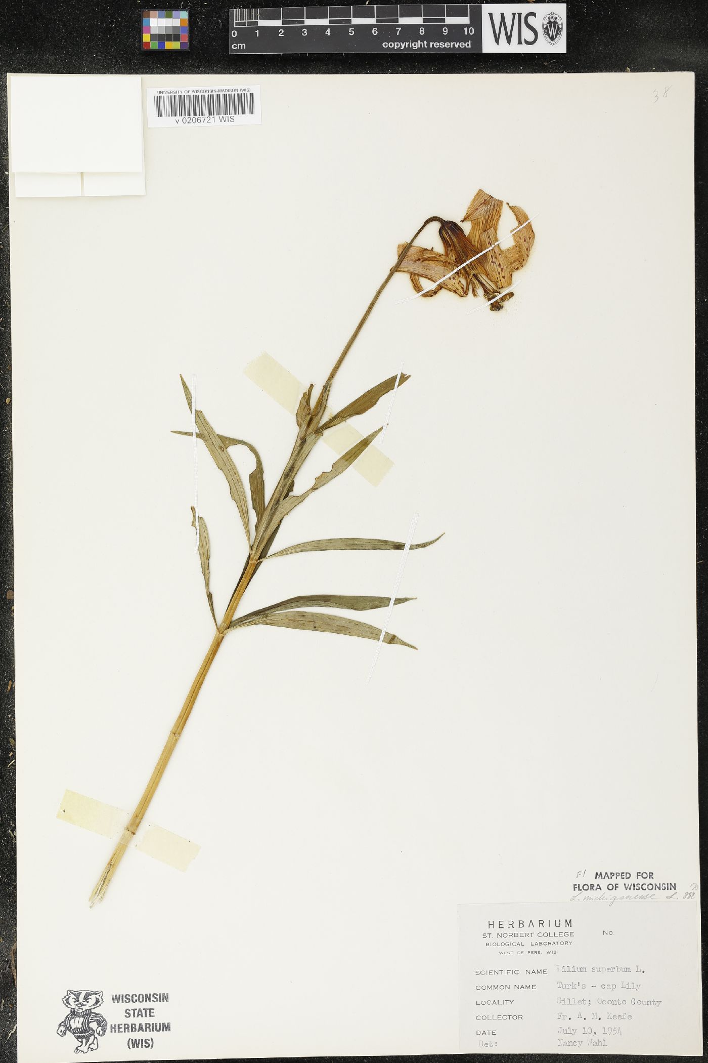 Lilium michiganense image