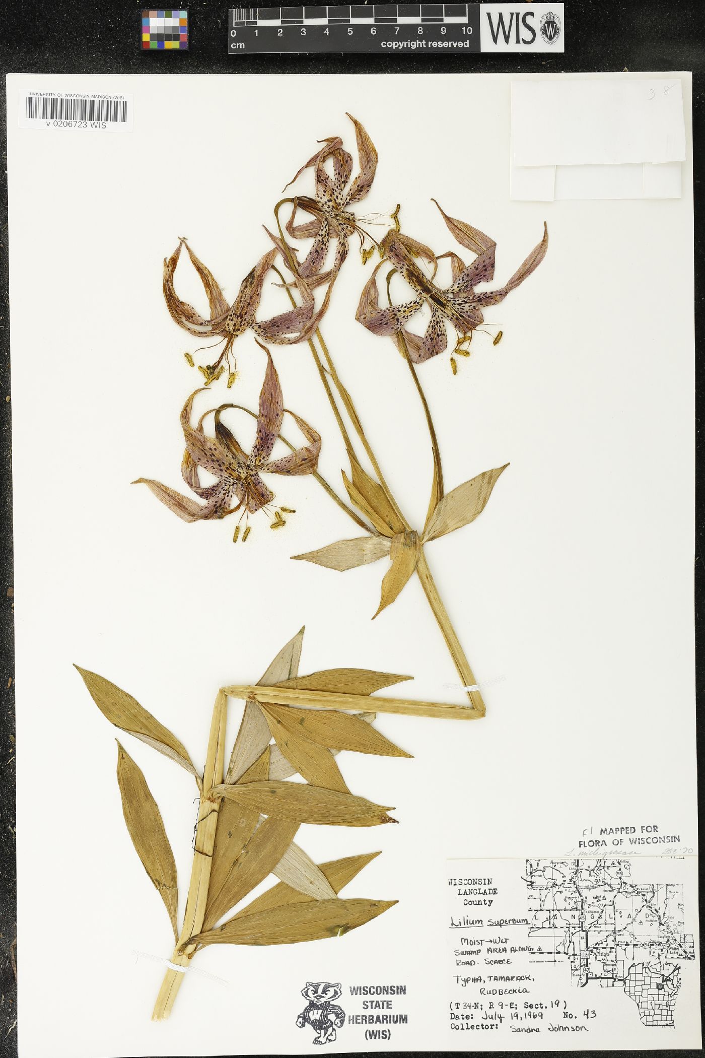 Lilium michiganense image
