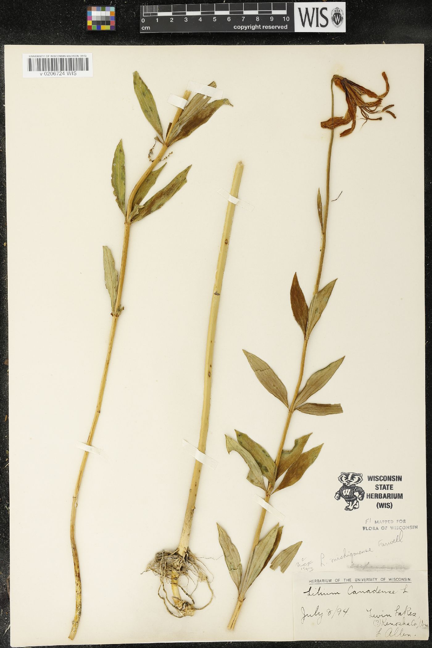 Lilium michiganense image