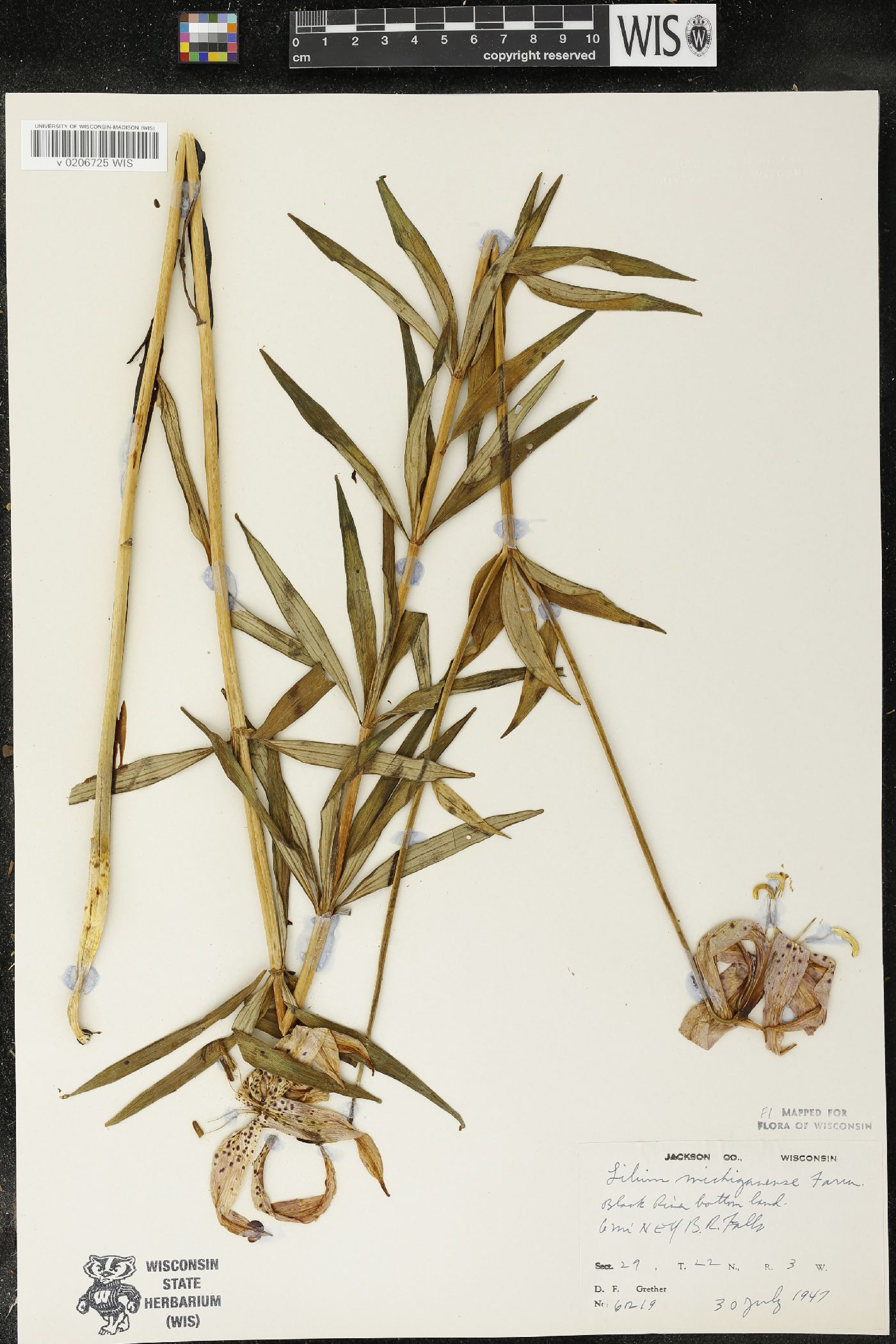 Lilium michiganense image