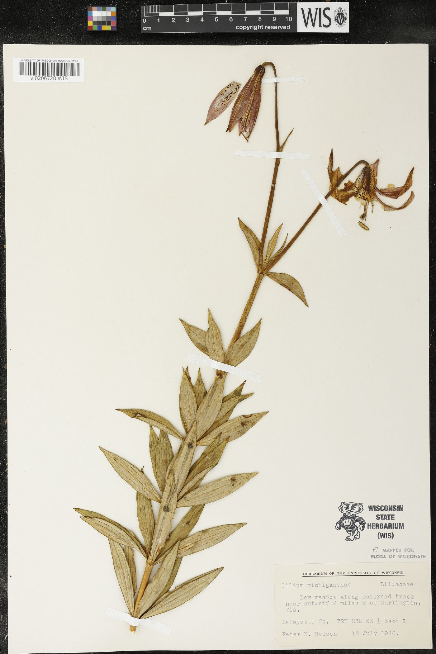 Lilium michiganense image