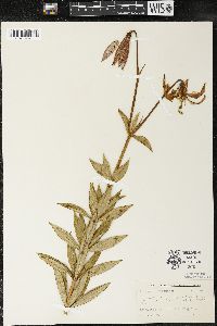 Lilium michiganense image