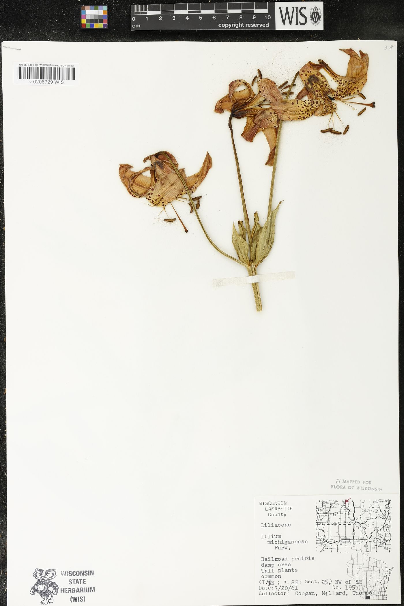 Lilium michiganense image