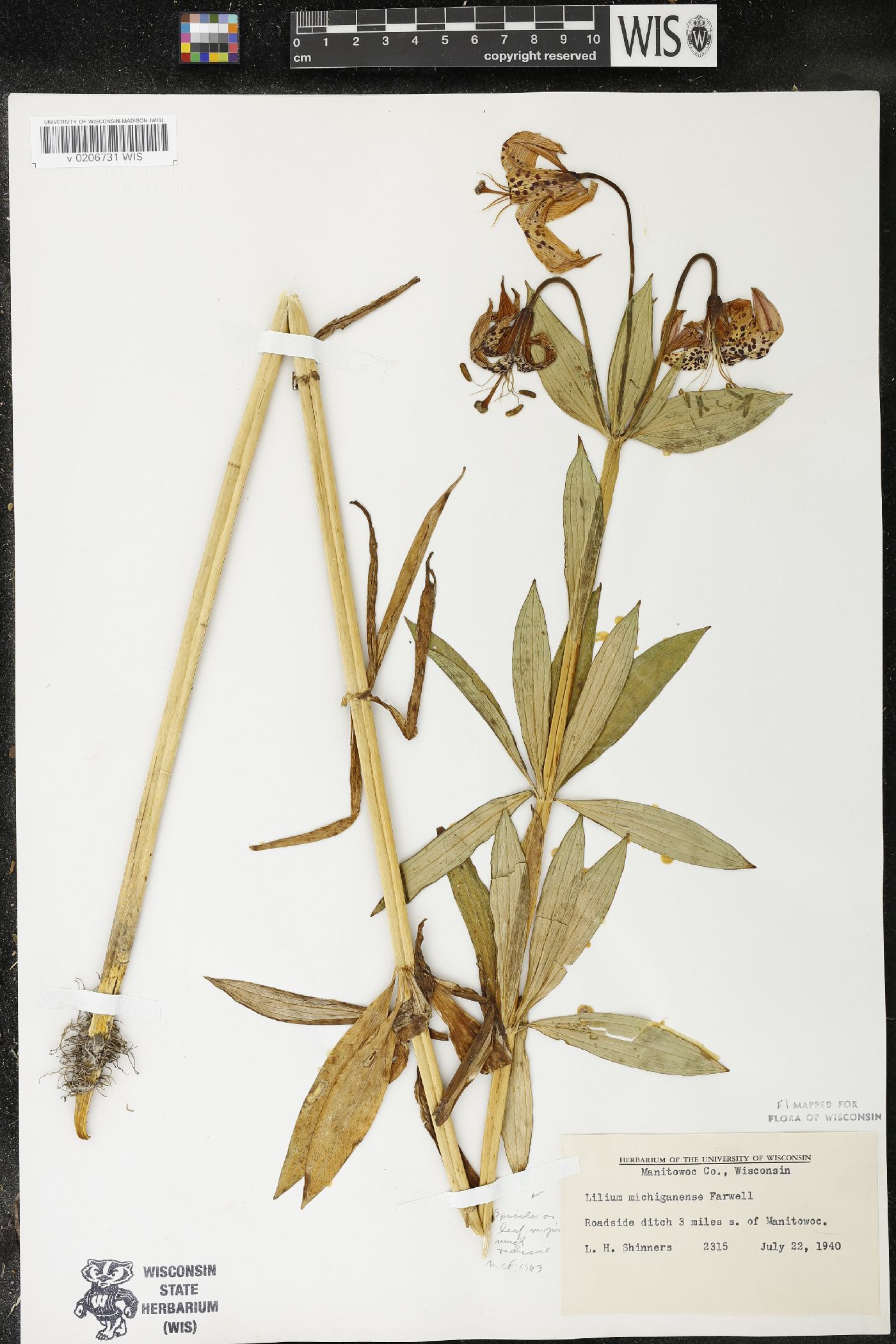 Lilium michiganense image