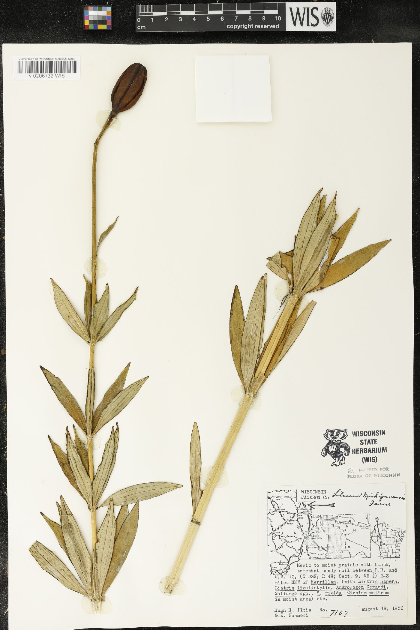 Lilium michiganense image