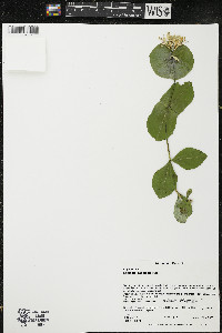 Lonicera reticulata image