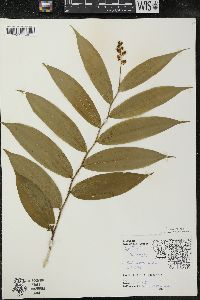 Maianthemum racemosum subsp. racemosum image