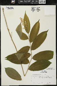 Maianthemum racemosum subsp. racemosum image