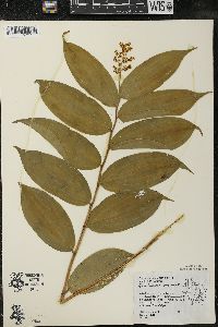 Maianthemum racemosum subsp. racemosum image