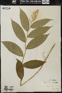 Maianthemum racemosum subsp. racemosum image