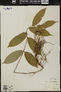 Maianthemum racemosum subsp. racemosum image