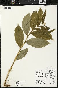 Maianthemum racemosum subsp. racemosum image