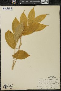 Maianthemum racemosum subsp. racemosum image