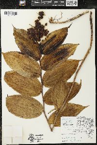 Maianthemum racemosum subsp. racemosum image
