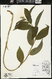 Maianthemum racemosum subsp. racemosum image
