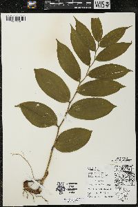 Maianthemum racemosum subsp. racemosum image