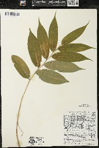 Maianthemum racemosum subsp. racemosum image