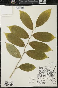 Maianthemum racemosum subsp. racemosum image