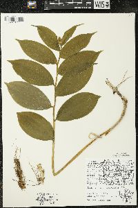 Maianthemum racemosum subsp. racemosum image