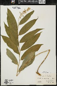 Maianthemum racemosum subsp. racemosum image