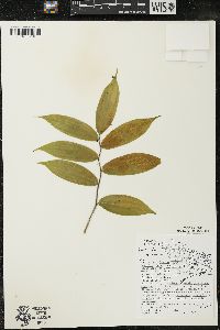 Maianthemum racemosum subsp. racemosum image