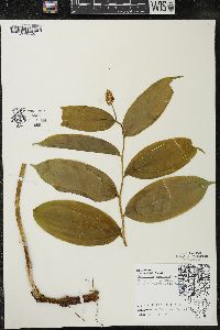 Maianthemum racemosum subsp. racemosum image