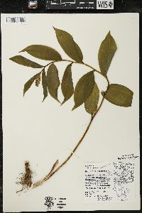 Maianthemum racemosum subsp. racemosum image