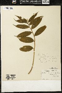 Maianthemum racemosum subsp. racemosum image