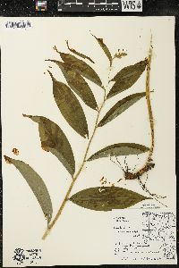 Maianthemum racemosum subsp. racemosum image