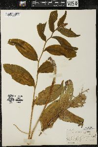 Maianthemum racemosum subsp. racemosum image