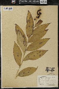 Maianthemum racemosum subsp. racemosum image