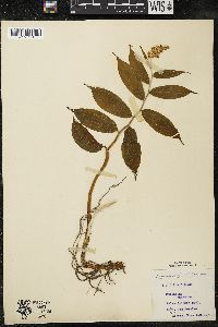 Maianthemum racemosum subsp. racemosum image