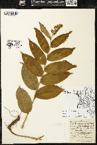 Maianthemum racemosum subsp. racemosum image
