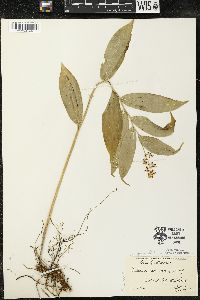 Maianthemum racemosum subsp. racemosum image