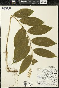 Maianthemum racemosum subsp. racemosum image